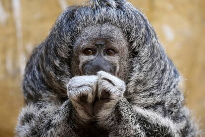 Un saki cabelludo en el zoológico del Parque de Las Leyendas en Lima (Perú), el 14 de febrero de 2018.