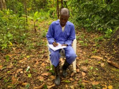 Las antiguas plantaciones fueron abandonadas durante la guerra en Liberia y ahora en ellas, en plena selva, aprenden a cultivarlo los nuevos campesinos. El sector trata, así, de salir a flote para sacar de la miseria a miles de familias