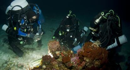 Buceadores de PharmaMar toman muestras de organismos marinos. 