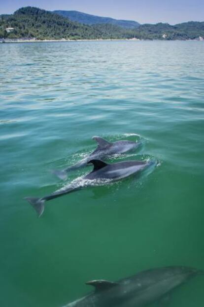 Delfines en la reserva natural del Estuario del Sado, cerca de Setúbal (Portugal).