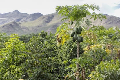 Estas papayas se producen en Raya Azebo, en la región de Tigray, gracias a los sistemas de riego que se han instalado tras rehabilitar las montañas colindantes para evitar torrentes y aprovechar el agua.