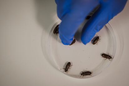 El Tenebrio Molitor, conocido como gusano de la harina, que la empresa Tebrio cría para elaborar alimentación animal, en una foto cedida por la empresa.