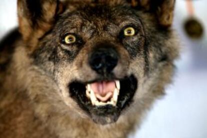 La cabeza de un lobo disecado, que fue abatido tras atacar a ocho ovejas.