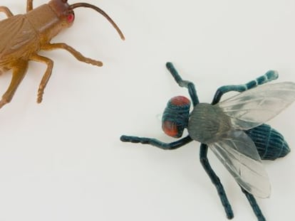 Qué ocurre cuando una mosca se posa en su plato (y usted sigue comiendo)