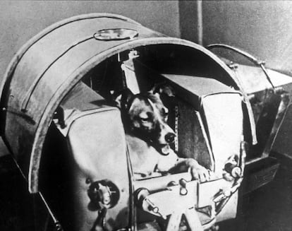 'Laika', el primer animal en el espacio