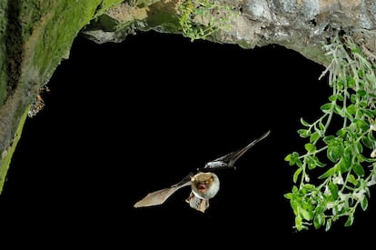 Murcíelago de cueva ('Miniopterus schreibersii'). En la fotografía de alta velocidad se pretende buscar instantes que el ojo no ve. 