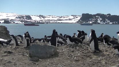Pingüinos Adelia, en la isla Ardley, frente a la Rey Jorge, en la campaña 2019-2020.
 