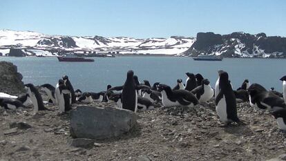 Pingüinos Adelia, en la isla Ardley, frente a la Rey Jorge, en la campaña 2019-2020.