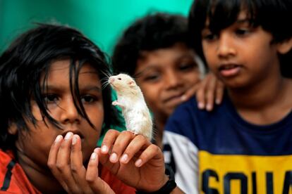 Unos niños juegan con un hámster en una calle de Kochi (India), el 29 de marzo.