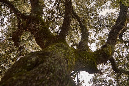 Novartis sembró 3.000 encinas y pinos piñoneros protegidos por vallas en la Sierra de Valdehierro
