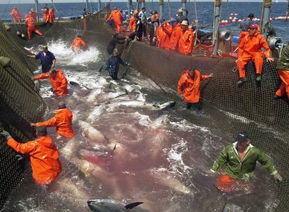 Un grupo de pescadores de Barbate durante la pesca de atún en junio de 2006.