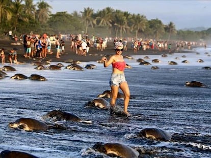 Los turistas, caminando entre tortugas.