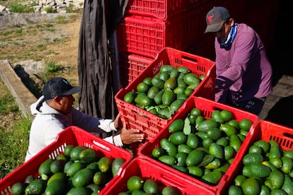 Recolectores de aguacates en el municipio de San Gabriel, Jalisco (México), el pasado jueves.