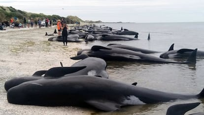 A baleia-piloto, também chamada de caldeirão comum, é um animal de testa alta e corpo robusto, que pode medir de seis a sete metros de comprimento.