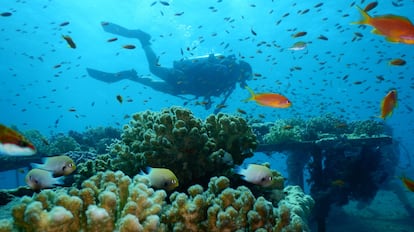 El arrecife de coral del mar Rojo.