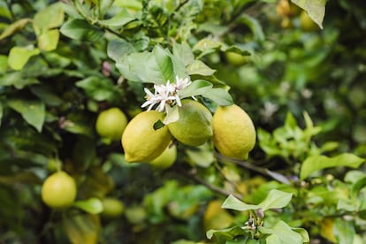 El limonero y sus aromáticos frutos y flores de azahar.