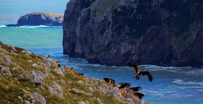 Buitrera del monte Candina de Liendo (Cantabria).