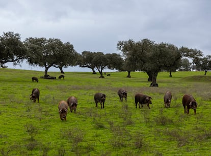 Cerdos ibéricos engordan en una dehesa en el parque natural de Cornalvo, a 10 kilómetros de Mérida.