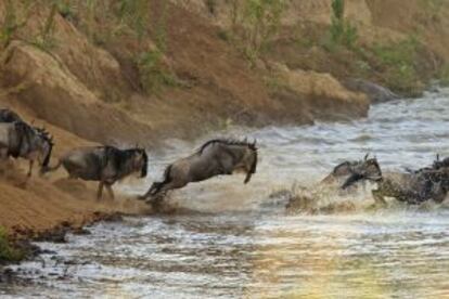Ñus cruzando un río en la gran migración del Serengueti, entre Tanzania y Kenia.