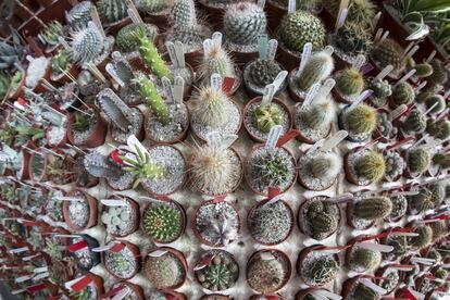 Exhibición de cactus para celebrar la llegada de la primavera durante la gran feria de plantas de Londres de la Royal Horticultural Society.