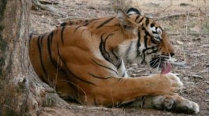 Una tigresa en el parque Ranthambhore, en India.