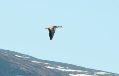 Un ganso indio en vuelo