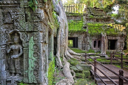 Estos templos, uno de los mayores reclamos turísticos del planeta, agotan los superlativos. No hay ningún otro lugar del mundo con tal concentración de riqueza arquitectónica. El viajero puede escoger entre Angkor Wat, el mayor edificio religioso del mundo; Bayon, uno de los más extraños, con inmensos rostros de piedra, y Ta Prohm (en la foto), un templo invadido por la naturaleza. Además de los tres grandes, hay decenas más, cada uno de los cuales podría ser la estrella si se encontrara en otro punto de la región, como el Banteay Srei, la galería de arte de Angkor; el Prah Khan, la suprema fusión de budismo e hinduismo, o el Beng Mealea, el 'Titanic' de los templos, ahogado bajo la jungla. <br><br> Fusión perfecta entre ambición creativa y devoción espiritual, aquí los dioses-reyes camboyanos de antaño se esforzaron por superar a sus antepasados en tamaño, escala y simetría. Hoy son lugar de peregrinación para los camboyanos, y ningún viajero debe perderse su extravagante belleza. Los cientos de templos que quedan hoy no son más que el esqueleto de un enorme centro social, religioso y político del antiguo imperio jemer, una ciudad que llegó a tener un millón de habitantes en el siglo XII (cuando Londres apenas tenía 50.000). De la ciudad solo quedan los templos, lo único construido en piedra.
