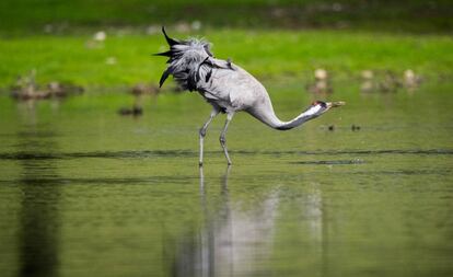 La grulla es una de las muchas aves que pueden avistarse en el Parque Nacional de Monfragüe.