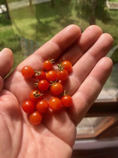 Unos tomates.
