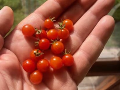Unos tomates. 