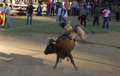Durante la fiesta, el cóndor es amarrado con cuerdas a toro, y ambos animales luchan sin conseguirlo por liberarse el uno del otro.