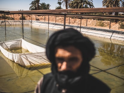 Una piscifactoría en medio del desierto del Sáhara permite introducir pescado en la dieta de los refugiados.