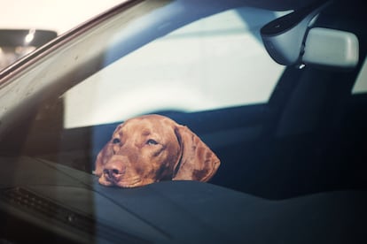 Uno de los riesgos del verano con consecuencias más graves para la salud de perros y gatos es el golpe de calor que se produce en los vehículos.