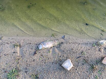 Pez muerto junto a la orilla del embalse de La Colada, en el norte de Córdoba