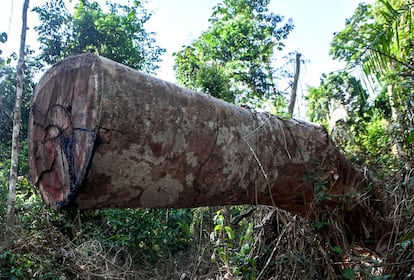 Quando as quatro famílias decidiram se mudar para a aldeia Arado, tinham um único objetivo: tentar coibir, até agora sem armas, apenas com sua presença, a ação de invasores que roubam madeiras valiosas. Quase todas as noites saem com caminhões carregados com Jatobá, Ipê, Massaranduba ou Angelim.