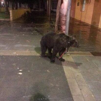 El oso, atado en la farola en Cárcer en una imagen de FAADA.