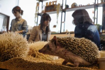 Hedgehogs sit in a glass enclosure at the Harry hedgehog cafe in Tokyo, Japan, April 5, 2016. In a new animal-themed cafe, 20 to 30 hedgehogs of different breeds scrabble and snooze in glass tanks in Tokyo's Roppongi entertainment district. Customers have been queuing to play with the prickly mammals, which have long been sold in Japan as pets. The cafe's name Harry alludes to the Japanese word for hedgehog, harinezumi. REUTERS/Thomas Peter SEARCH "HEDGEHOG THOMAS" FOR THIS STORY. SEARCH "THE WIDER IMAGE" FOR ALL STORIES 