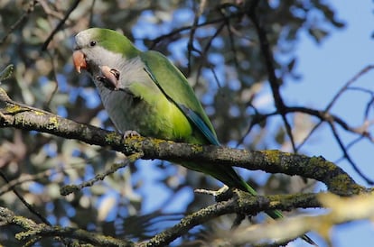 La cotorra monje o argentina es una especie invasora en varios países europeos.