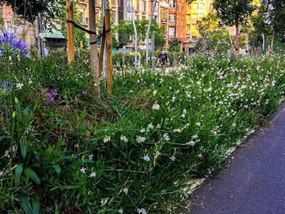 Vegetación en un parterre entre las calles Aragón y Meridiana, en Barcelona.