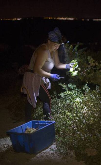 Una de las jornaleras en Jerez de la Frontera durante una jornada de recogida nocturna.