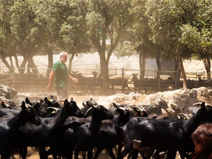 Un ganadero pastorea su rebaño en Colmenar Viejo (Madrid) a mediados de julio.