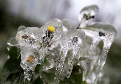 Flores bajo el hielo en las colinas de Buda, alrrededores de Budapest. Imagen del día 3 de diciembre de 2014.