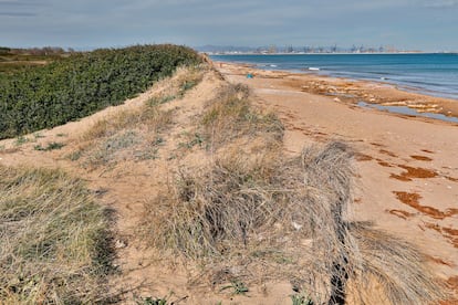 Estado en el que quedaron las dunas de las playas de El Saler y de Pinedo, al sur de València, tras el paso de la borrasca Gloria, en una imagen de archivo.