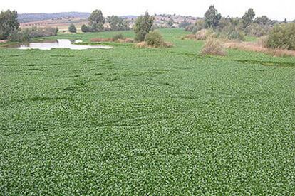 Esta planta amazónica ocupa un centenar de hectáreas del río Guadiana, lo que pone en peligro su fauna acuática.