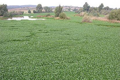 Esta planta amazónica ocupa un centenar de hectáreas del río Guadiana, lo que pone en peligro su fauna acuática.