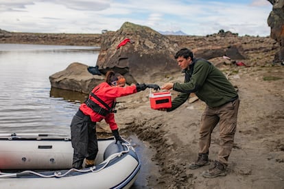 Integrantes del programa Patagonia de la ONG Aves Argentinas transportan huevos de macá tobiano.