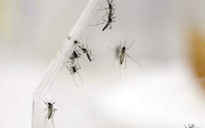 Mosquitos Aedes aegypti, vetor da dengue.