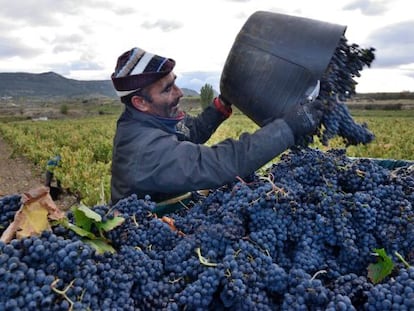 a vendimia se ha iniciado en los últimos días en Rioja con la recogida de la uva blanca en las parcelas más tempranas de la subzona Rioja Baja.