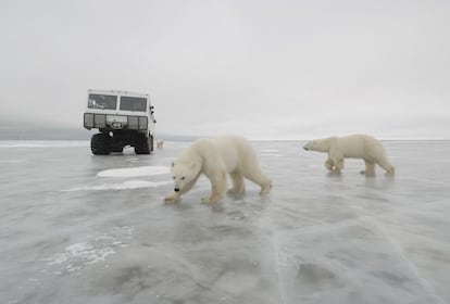 Osos polares pasan junto a un Tundra Buggy en Churchill (Canadá).