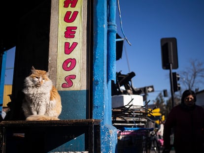 Un gato en el mercado de La Vega en Santiago (Chile).